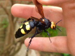 Megascolia maculata flavifrons