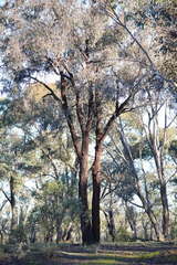 Eucalyptus tricarpa