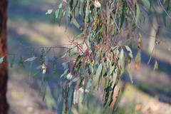 Eucalyptus tricarpa