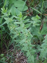 Cruciata glabra krylovii