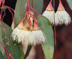 Eucalyptus tricarpa