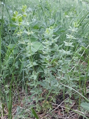 Cruciata glabra krylovii