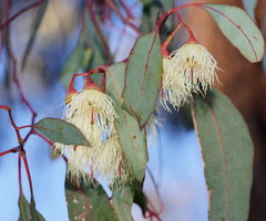 Eucalyptus tricarpa