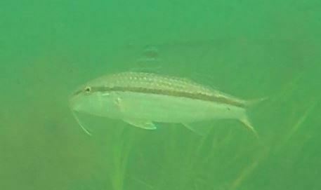 Goatfish (Mullus auratus) — Mullidae — 4