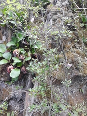 Rhododendron ledebourii