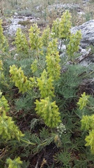 Salvia scabiosifolia
