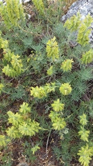 Salvia scabiosifolia