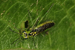 Rhogogaster viridis