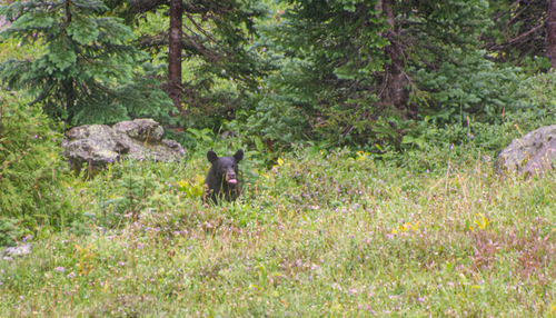 American Black Bear photographed in Washington