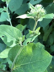 Arctium lappa