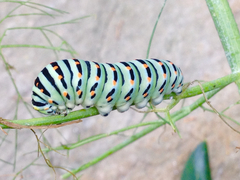 Papilio machaon
