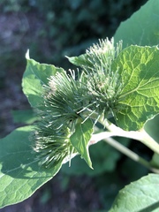 Arctium lappa