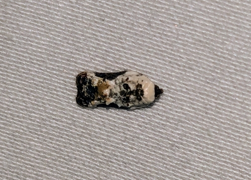 Snowy-shouldered Acleris Moth photo 5