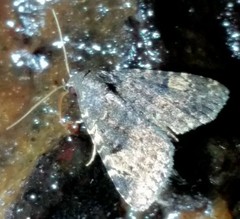 Metalectra diabolica