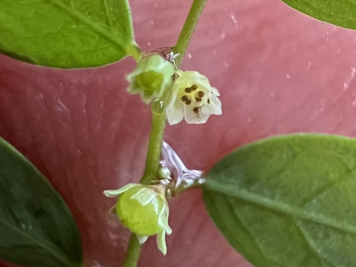 Image of Phyllanthus caroliniensis by (c) Anne Parker, some rights reserved (CC BY)