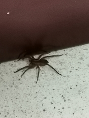 Lycosa