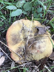 Fungi