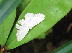 Scopula propinquaria