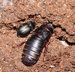 Panesthiinae