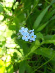 Myosotis imitata
