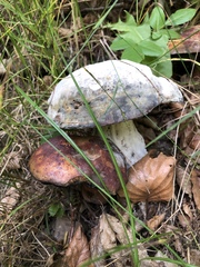 Boletaceae