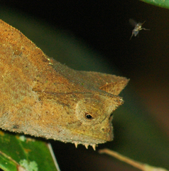 Brookesia