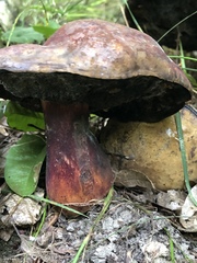 Boletaceae