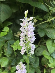 Dactylorhiza fuchsii