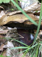 Boletaceae