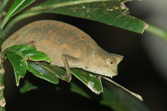 Brookesia superciliaris