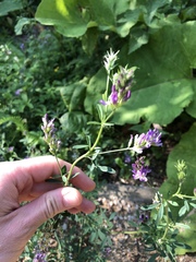 Medicago sativa