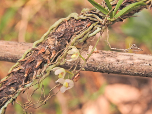 Image of Sarcochilus loganii by (c) Scott W. Gavins, some rights reserved (CC BY)