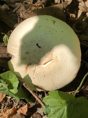 Fungi