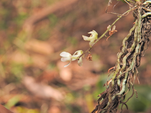Image of Sarcochilus loganii by (c) Scott W. Gavins, some rights reserved (CC BY)