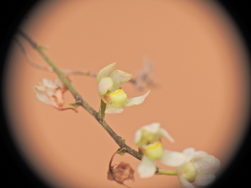 Image of Sarcochilus loganii by (c) Scott W. Gavins, some rights reserved (CC BY)