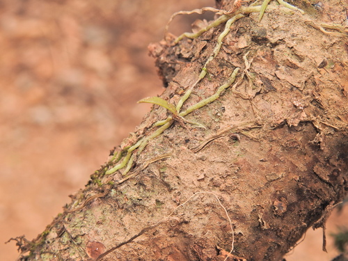 Image of Sarcochilus loganii by (c) Scott W. Gavins, some rights reserved (CC BY)