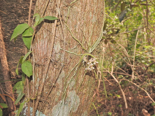 Image of Sarcochilus loganii by (c) Scott W. Gavins, some rights reserved (CC BY)