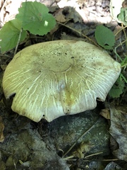 Fungi