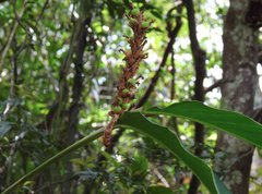Alpinia stachyodes
