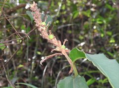 Alpinia stachyodes