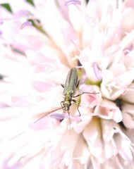 Oedemera virescens