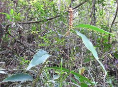 Alpinia stachyodes