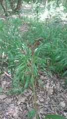 Himantoglossum comperianum