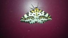 Abraxas grossulariata