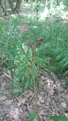 Himantoglossum comperianum