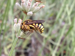 Anthidium florentinum