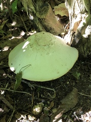 Fungi