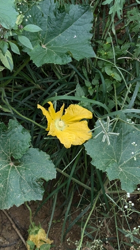 Image of Benincasa hispida by (c) kumarkv, some rights reserved (CC BY)