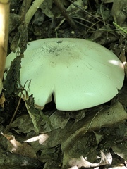 Fungi
