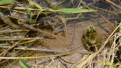 Pelophylax chosenicus